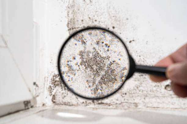 Best Forensic Mold Investigation  in USA